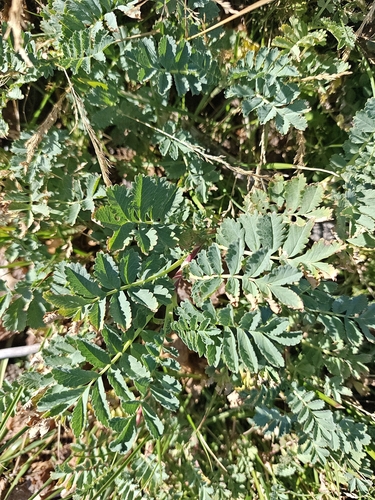 Acaena magellanica, photograph 2