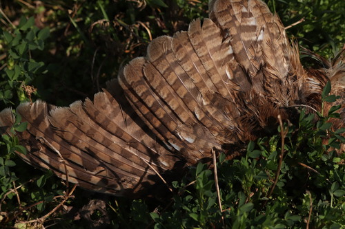 View observation of {o.common_name} on iNaturalist