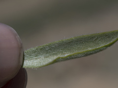 Raillardella argentea