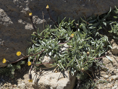Raillardella argentea
