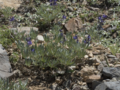 Lupinus obtusilobus