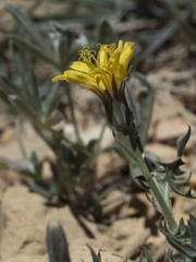 Crepis pleurocarpa