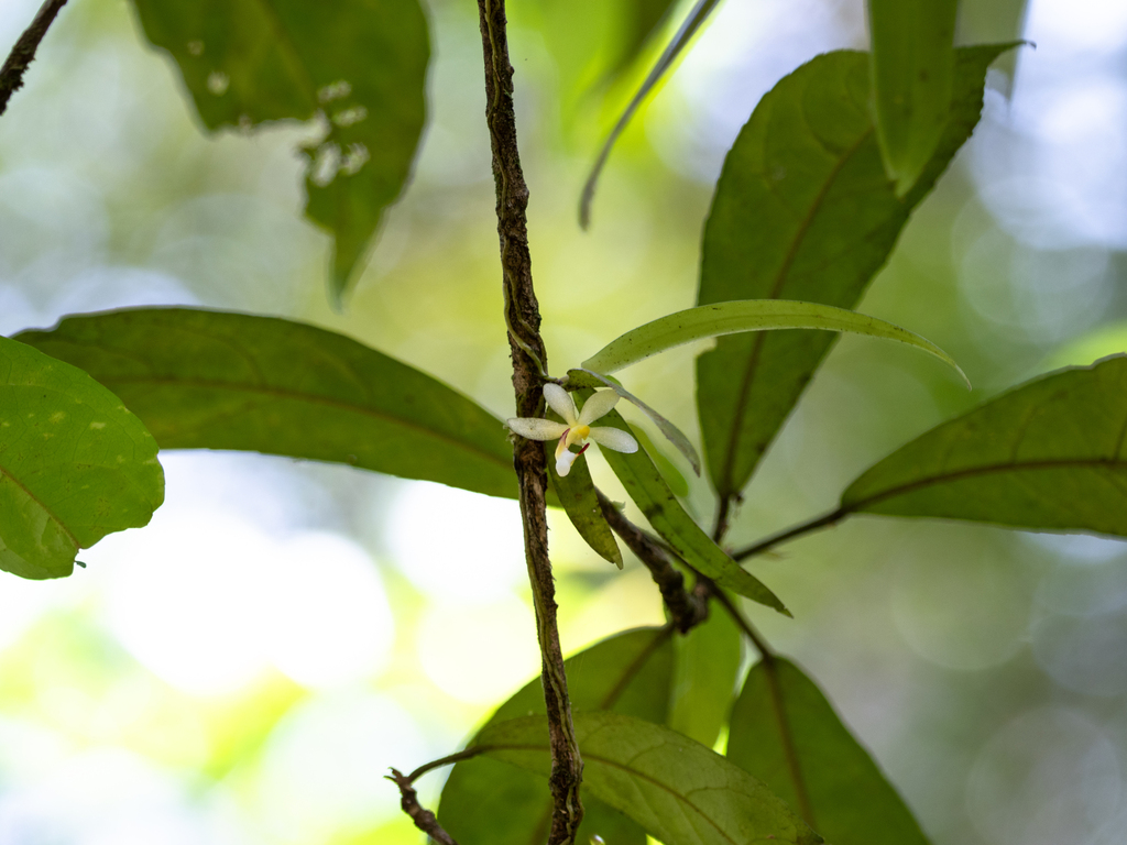 Brachypeza pallida