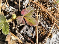 Potentilla staminea