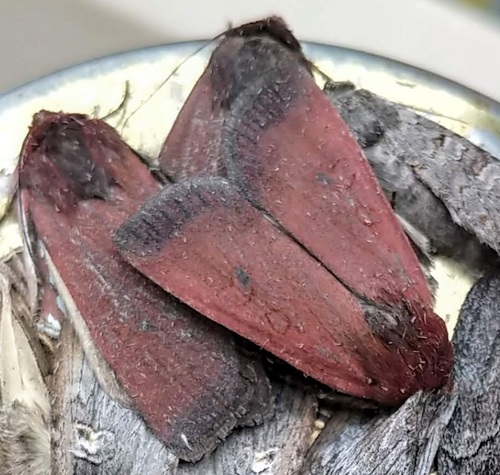 Polished Dart photo 3