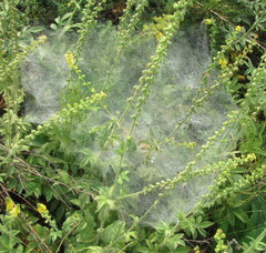 Agelena labyrinthica