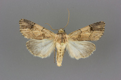 Dichagyris grotei