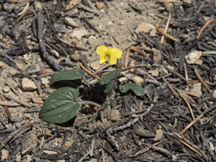 Viola purpurea integrifolia