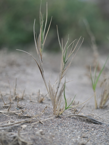 sand dropseed (Sporobolus pungens)