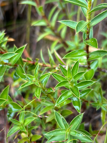Giant Caperose (Cliffortia dregeana)