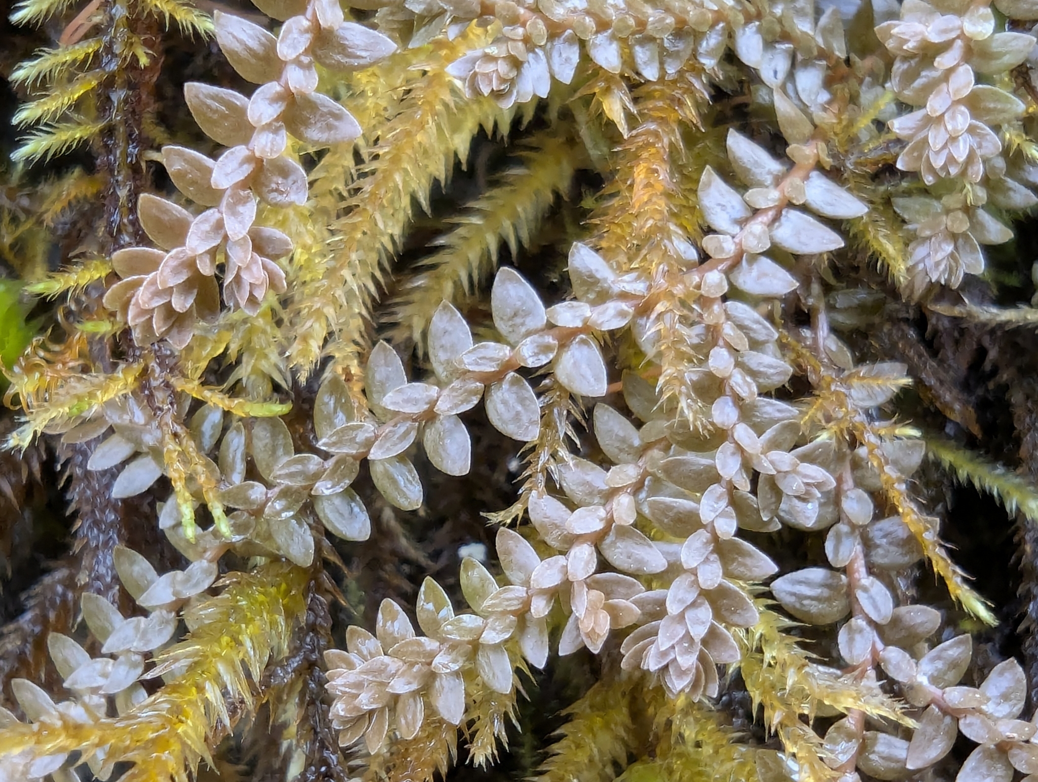 Swiss Spikemoss (Selaginella helvetica)