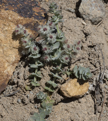 Galium grayanum grayanum