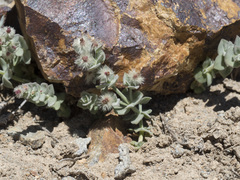 Galium grayanum grayanum