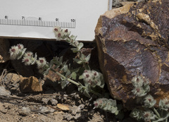 Galium grayanum grayanum