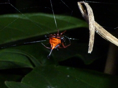 Gasteracantha clavatrix