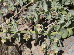 Galium grayanum