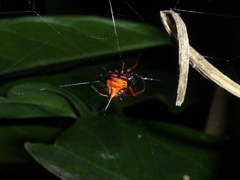 Gasteracantha clavatrix