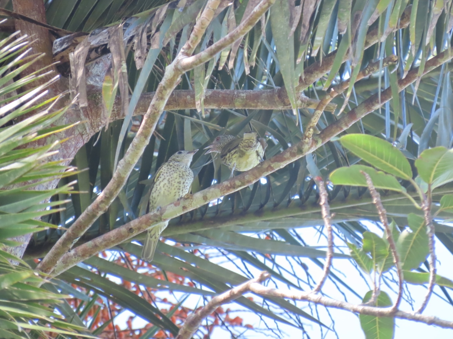 Sharpbill (Oxyruncus cristatus), photo 2