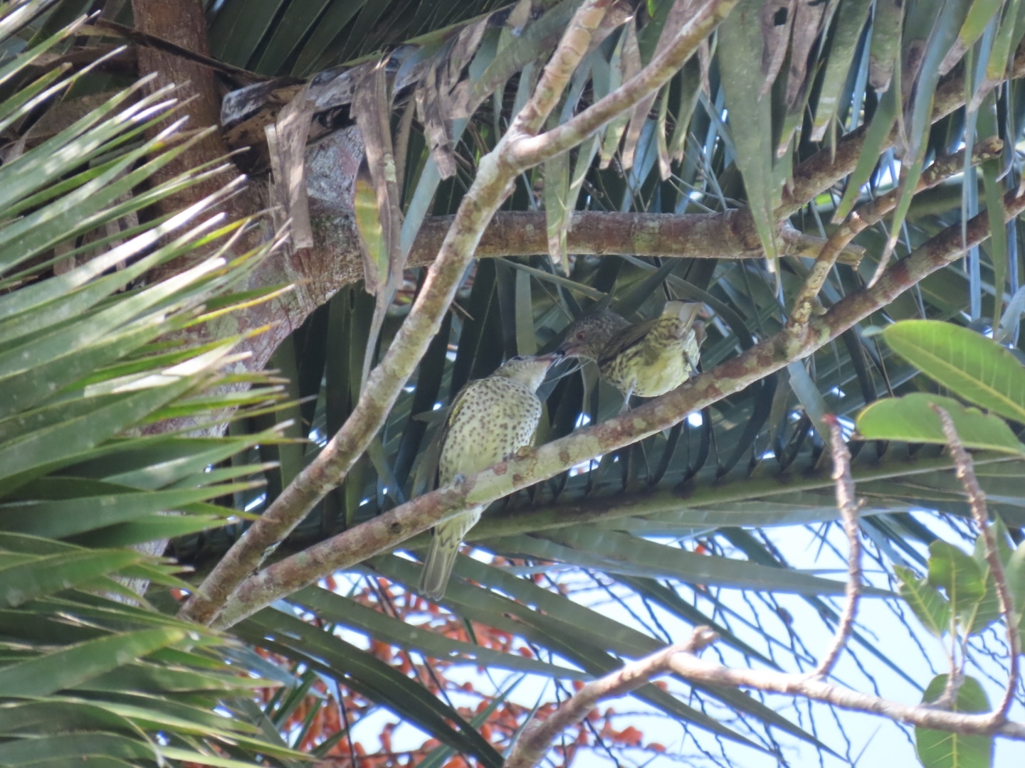 Sharpbill (Oxyruncus cristatus), photo 3