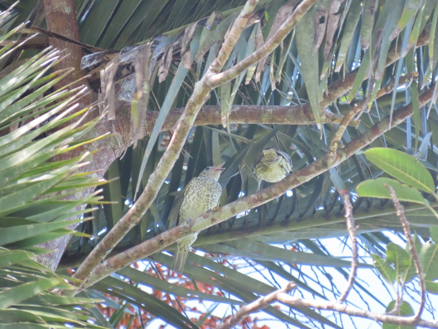 Sharpbill (Oxyruncus cristatus), photo 4