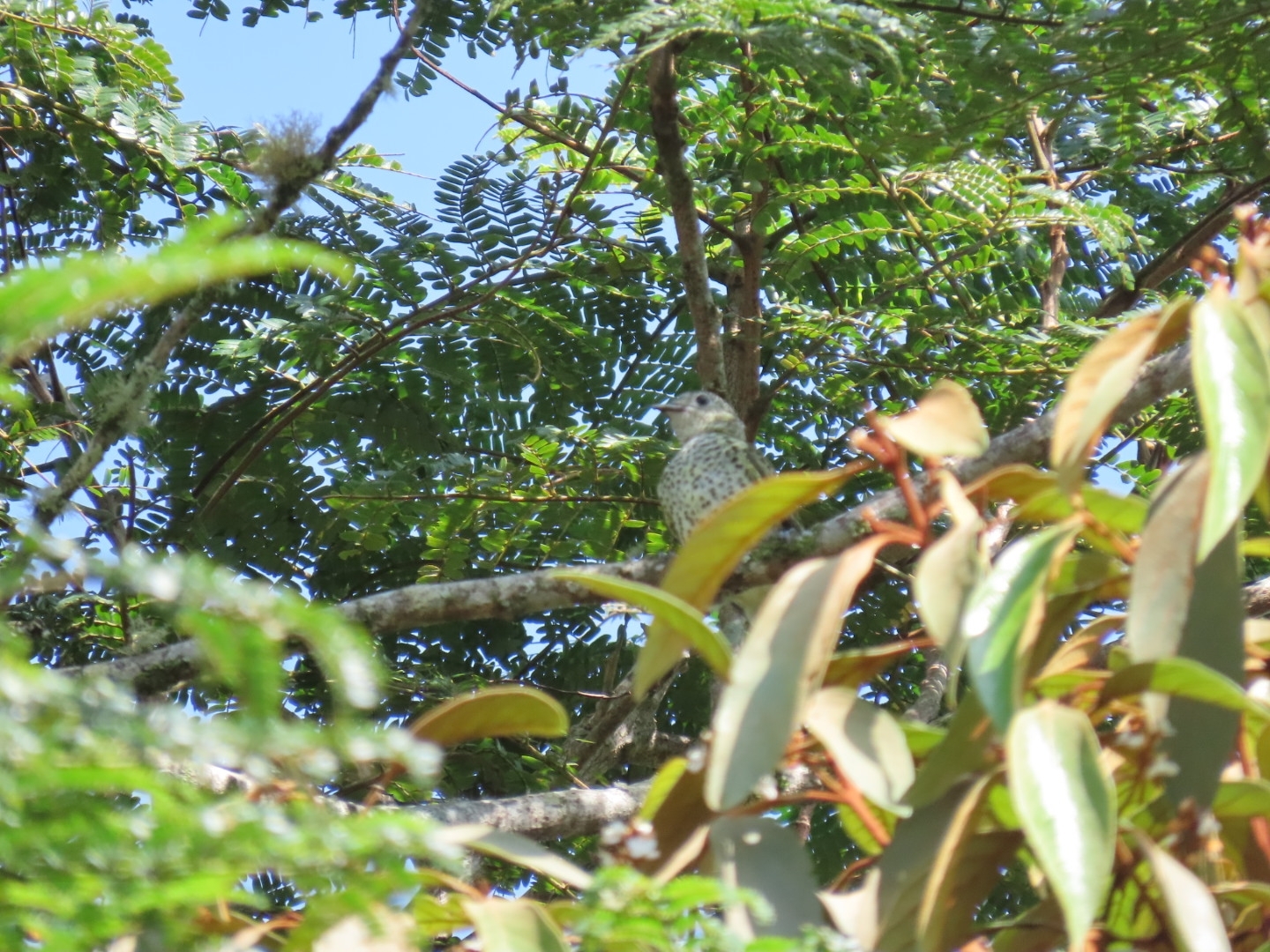 Sharpbill (Oxyruncus cristatus), photo 5