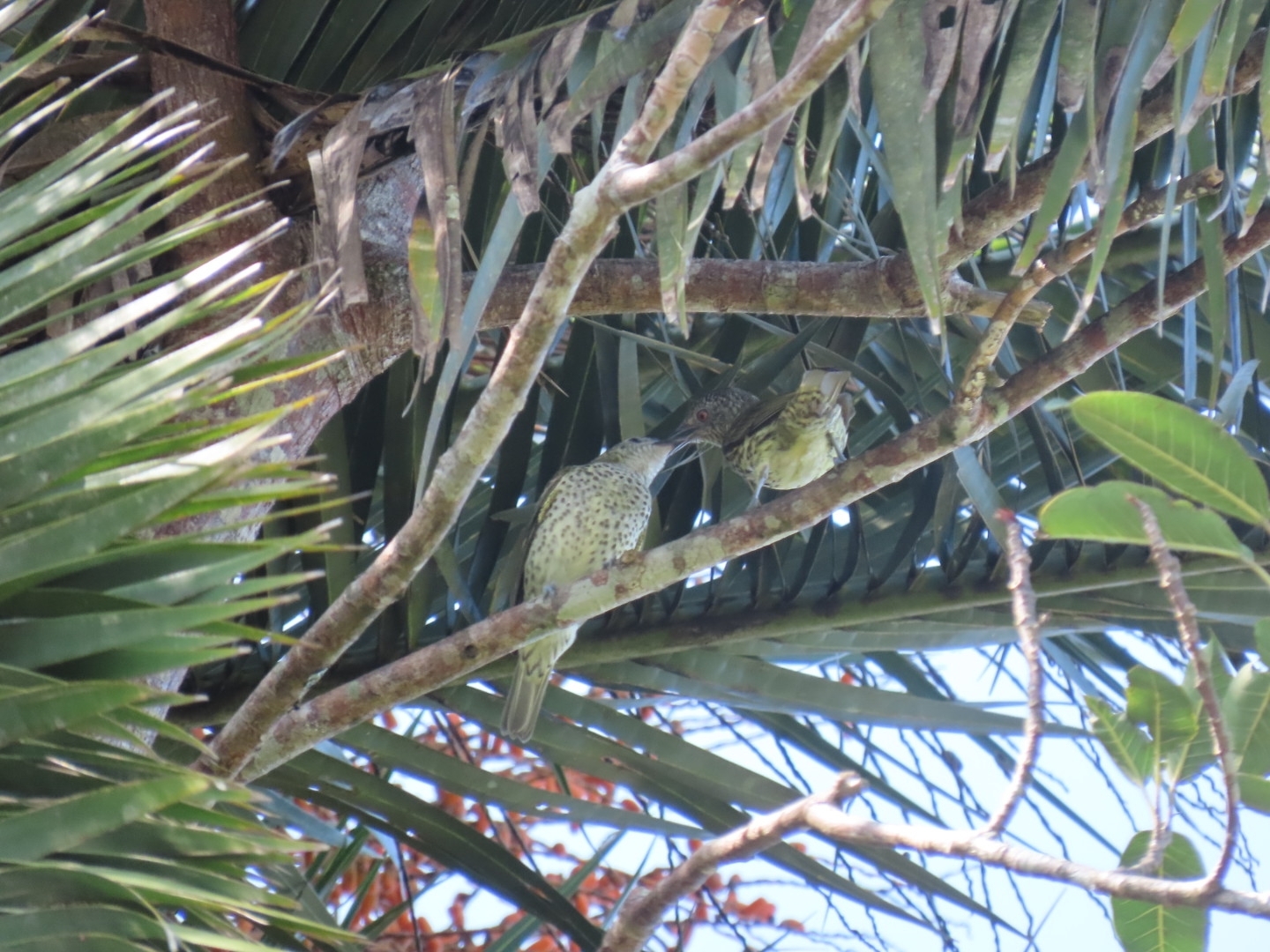 Sharpbill (Oxyruncus cristatus), photo 6
