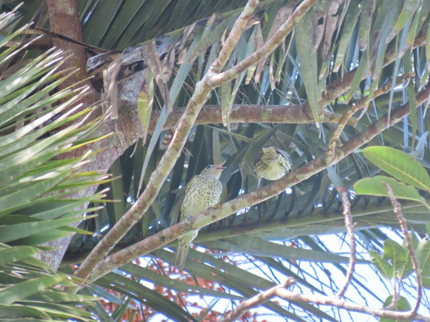 Sharpbill (Oxyruncus cristatus), photo 7