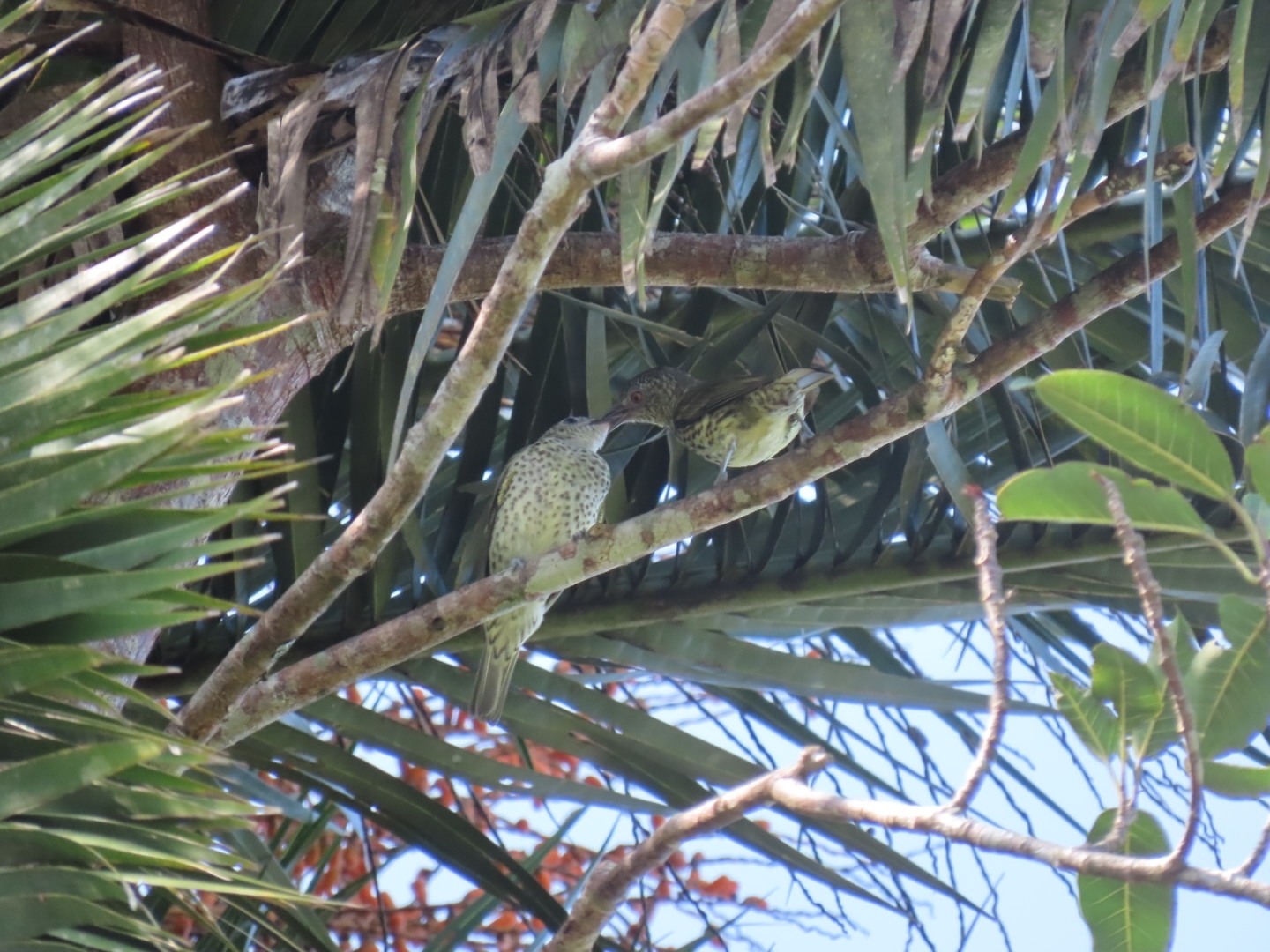 Sharpbill (Oxyruncus cristatus), photo 8
