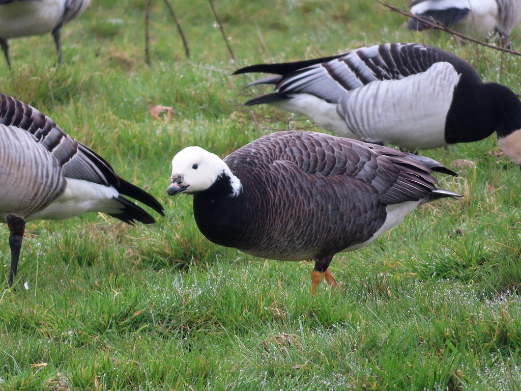 Emperor × Barnacle Goose