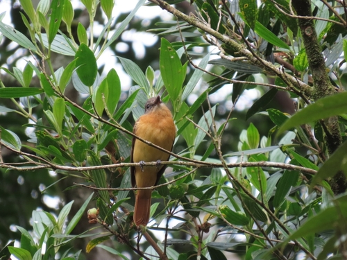 Rufous-tailed Attila (Attila phoenicurus)