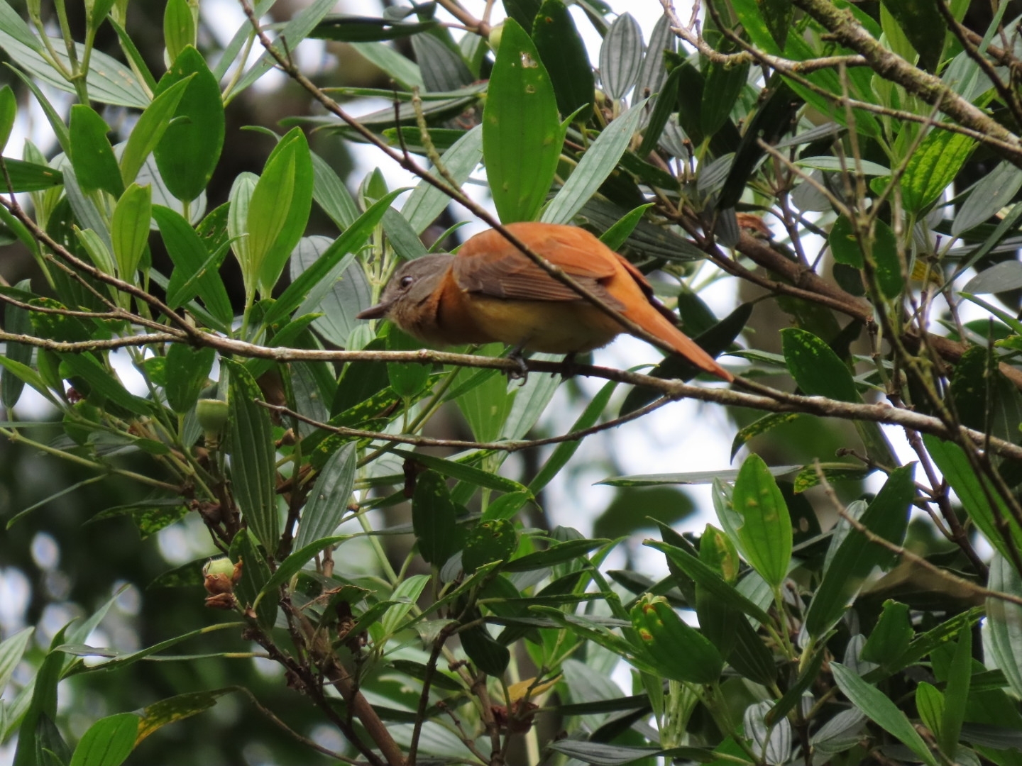 Rufous-tailed Attila (Attila phoenicurus), photo 2