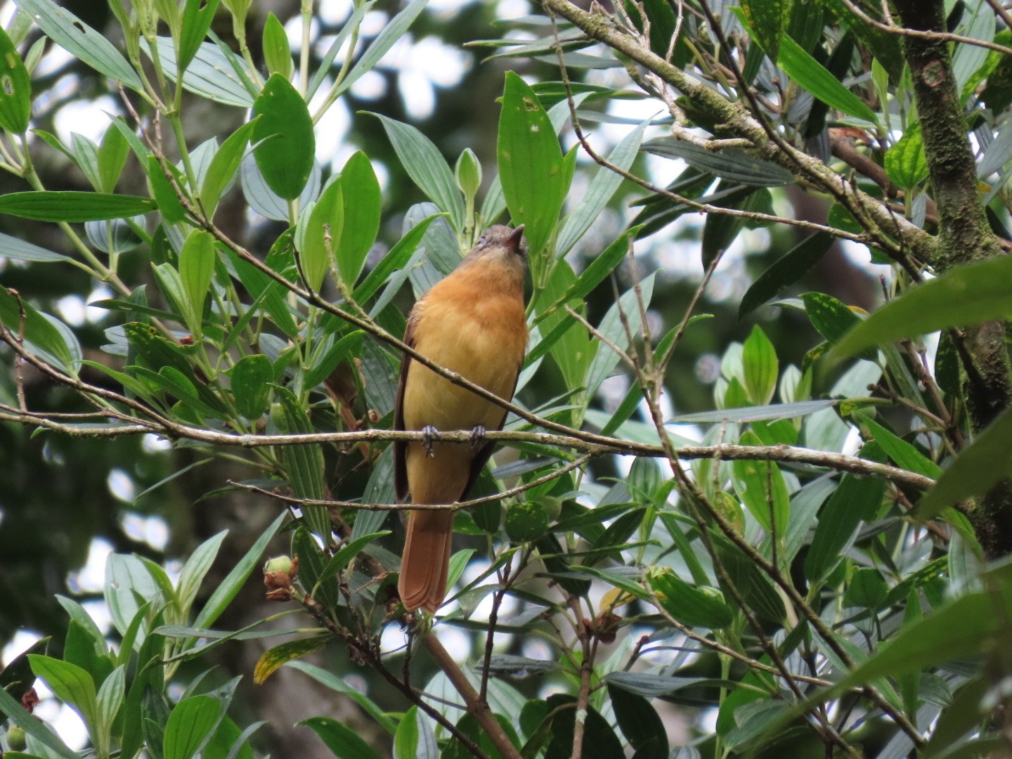 Rufous-tailed Attila (Attila phoenicurus), photo 3