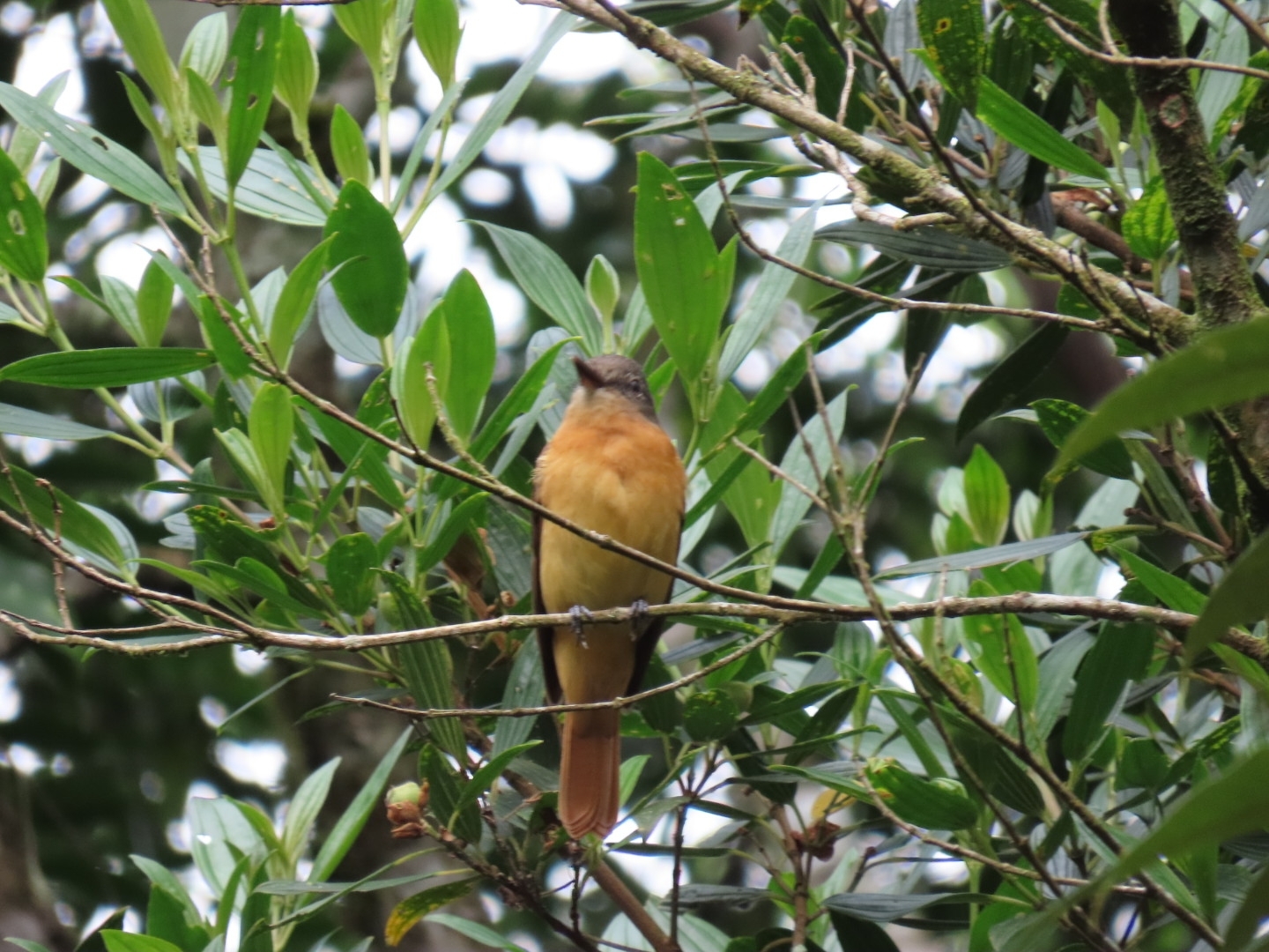 Rufous-tailed Attila (Attila phoenicurus), photo 4