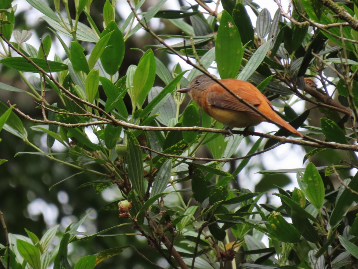 Rufous-tailed Attila (Attila phoenicurus), photo 5