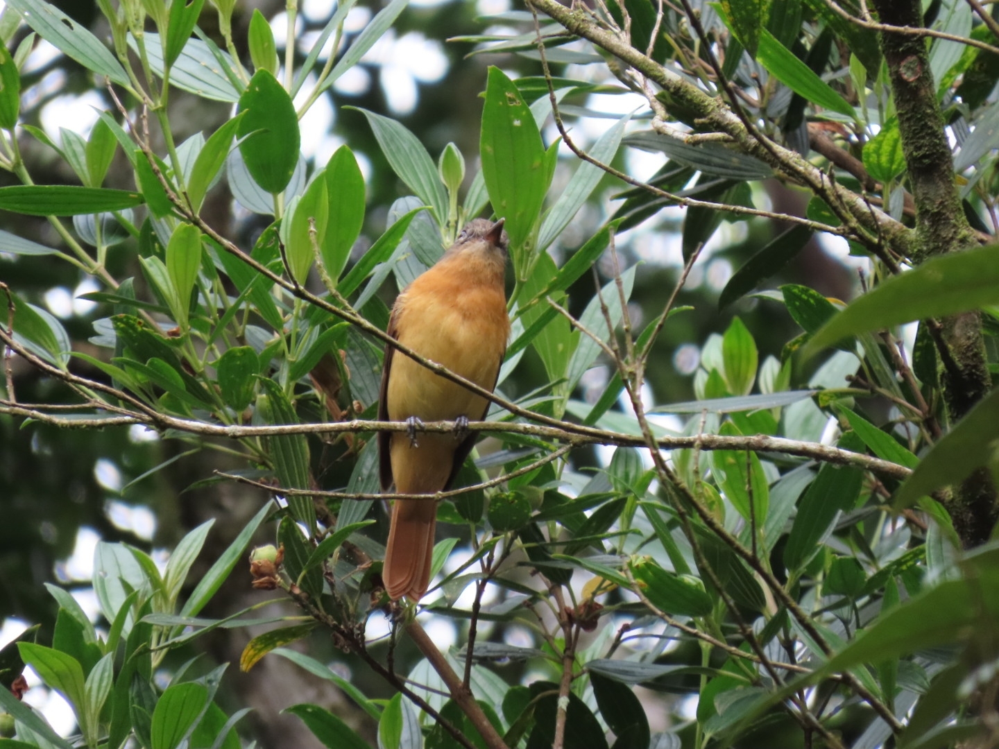 Rufous-tailed Attila (Attila phoenicurus), photo 6