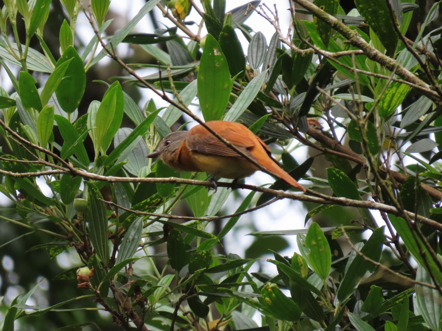 Rufous-tailed Attila (Attila phoenicurus), photo 7