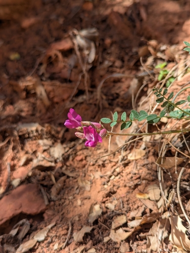 Zion Milkvetch (Astragalus zionis)