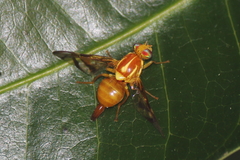 Anastrepha obliqua
