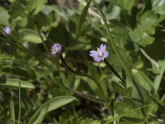 Epilobium oregonense