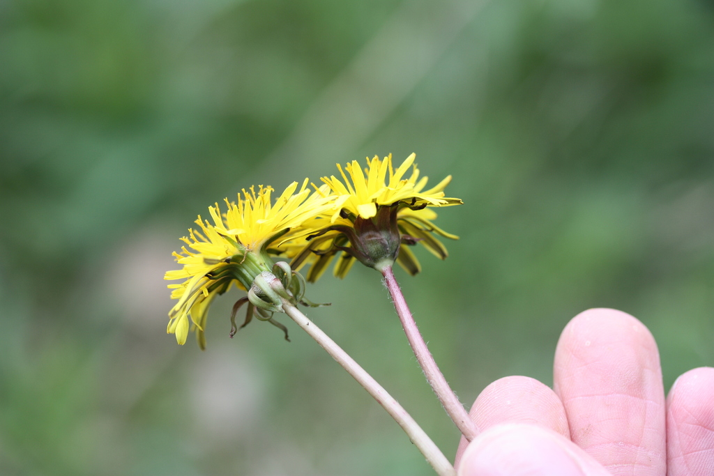 Fen Dandelion