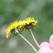 Taraxacum palustre - Photo 由 Gwyneth Govers 所上傳的 (c) Gwyneth Govers，保留部份權利CC BY-NC