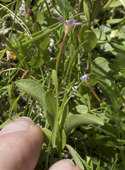 Epilobium oregonense