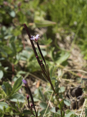 Epilobium oregonense