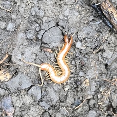 Theatops spinicaudus