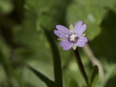Epilobium oregonense