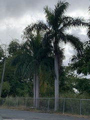 Roystonea borinquena