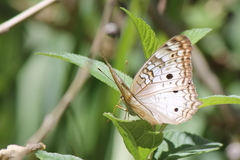 Anartia jatrophae
