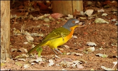 Malaconotus blanchoti