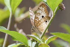 Anartia jatrophae