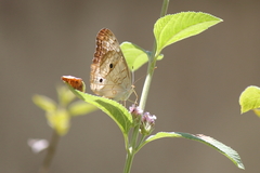 Anartia jatrophae